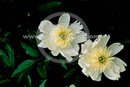 Paeonia Albiflora